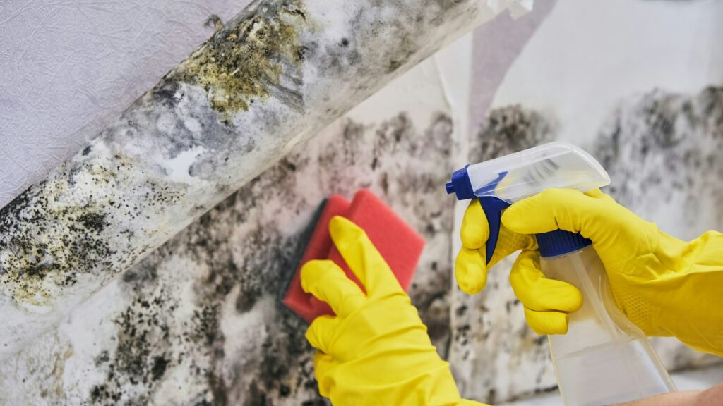 Housekeeper's Hand With Glove Cleaning Mold From Wall With Sponge And Spray Bottle